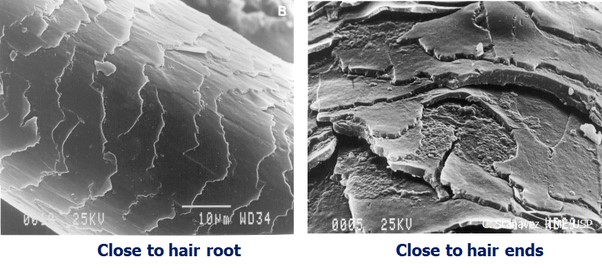 Magnified Hair Fiber - Carol Nogueira - close to hair root and ends